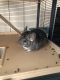 Chinchilla Rodents for sale in West Point, NY, USA. price: $400