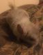 Chinchilla Rodents for sale in Guthrie, OK, USA. price: $200