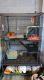 Chinchilla Rodents for sale in Alexandria, PA 16611, USA. price: $475