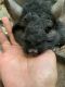 Chinchilla Rodents for sale in Knoxville, TN, USA. price: $200