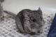 Chinchilla Rodents for sale in Naperville, IL, USA. price: $175