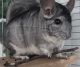 Chinchilla Rodents for sale in Taylor Mill, KY, USA. price: $100