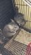 Chinchilla Rodents for sale in Overland Park, KS 66212, USA. price: NA