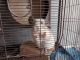 Chinchilla Rodents for sale in Johns Creek, GA, USA. price: $200