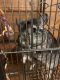 Chinchilla Rodents for sale in Mackinaw, IL 61755, USA. price: $150