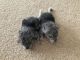 Chinchilla Rodents for sale in Lawrence, KS, USA. price: $200