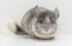 Chinchilla Rodents for sale in Avondale, AZ, USA. price: $100