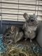 Chinchilla Rodents for sale in Nashville, TN, USA. price: $250