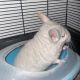 Chinchilla Rodents for sale in Cleveland, OH, USA. price: $270