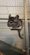Chinchilla Rodents for sale in Avon, OH 44011, USA. price: $300