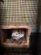 Chinchilla Rodents for sale in Dartmouth, MA, USA. price: $150