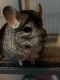 Chinchilla Rodents for sale in Midland, MI, USA. price: $50