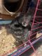Chinchilla Rodents for sale in Griffith, IN, USA. price: $100