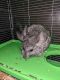 Chinchilla Rodents for sale in Corbin, KY 40701, USA. price: NA