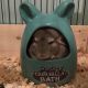 Chinchilla Rodents for sale in Glen Allen, VA, USA. price: $300