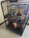 Chinchilla Rodents for sale in Kittanning, PA 16201, USA. price: $250