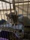 Chinchilla Rodents for sale in Crossville, TN, USA. price: $100