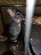 Chinchilla Rodents for sale in Bethlehem, PA 18020, USA. price: NA