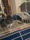 Chinchilla Rodents for sale in Canton, IL 61520, USA. price: $450
