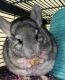 Chinchilla Rodents for sale in RONOK RPD AFS, NC 27870, USA. price: $400