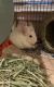 Chinchilla Rodents for sale in Centreville, AL 35042, USA. price: $300