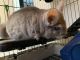 Chinchilla Rodents for sale in Overland Park, KS, USA. price: $100