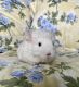 Chinchilla Rodents for sale in Lakeland, FL, USA. price: $350