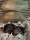 Chinchilla Rodents for sale in Reynoldsburg, OH, USA. price: NA