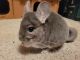 Chinchilla Rodents for sale in Bismarck, ND, USA. price: NA