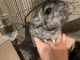 Chinchilla Rodents for sale in Springtown, TX 76082, USA. price: $175