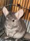 Chinchilla Rodents for sale in Sterling Heights, MI, USA. price: $400
