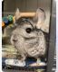 Chinchilla Rodents for sale in Calera, AL, USA. price: $500