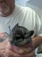 Chinchilla Rodents for sale in Lee's Summit, MO 64086, USA. price: $150