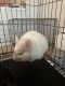 Chinchilla Rodents for sale in Raleigh, NC, USA. price: $100
