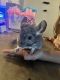 Chinchilla Rodents for sale in Yukon, OK 73099, USA. price: $100