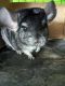 Chinchilla Rodents for sale in Clinton, UT 84015, USA. price: $100