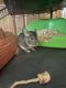 Chinchilla Rodents for sale in Sarasota, FL, USA. price: $700