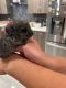 Chinchilla Rodents for sale in Duluth, GA 30096, USA. price: NA