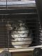 Chinchilla Rodents for sale in 1350 S Greenfield Rd, Mesa, AZ 85206, USA. price: $500