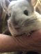 Chinchilla Rodents for sale in Forest Hill, LA 71430, USA. price: NA