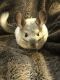 Chinchilla Rodents for sale in Forest Hill, LA 71430, USA. price: NA