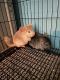 Chinchilla Rodents for sale in Romulus, MI, USA. price: NA