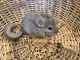 Chinchilla Rodents for sale in Houston, TX, USA. price: $175