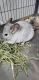 Chinchilla Rodents for sale in Clarksville, TN, USA. price: $200