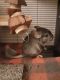 Chinchilla Rodents for sale in Findlay, OH 45840, USA. price: $200