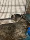 Chinchilla Rodents for sale in Copiague, NY, USA. price: $150