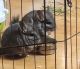 Chinchilla Rodents for sale in Port Angeles, WA, USA. price: $100