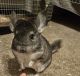 Chinchilla Rodents for sale in Temecula, California. price: $250