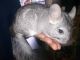 Chinchilla Rodents for sale in San Diego, CA, USA. price: NA