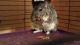 Chinchilla Rodents for sale in Abilene, TX, USA. price: NA